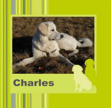 Pro vašeho psího miláčka